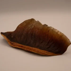 Aile de raie – Poisson entier – Mastication gourmande XXL pour chiens – 1 pièce