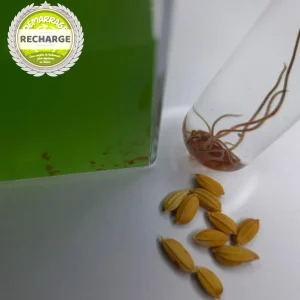 Recharge ZollaBox Démarrage