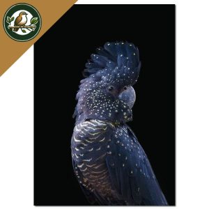 TABLEAU OISEAUX – CACATOÈS BLEU FOND NOIR